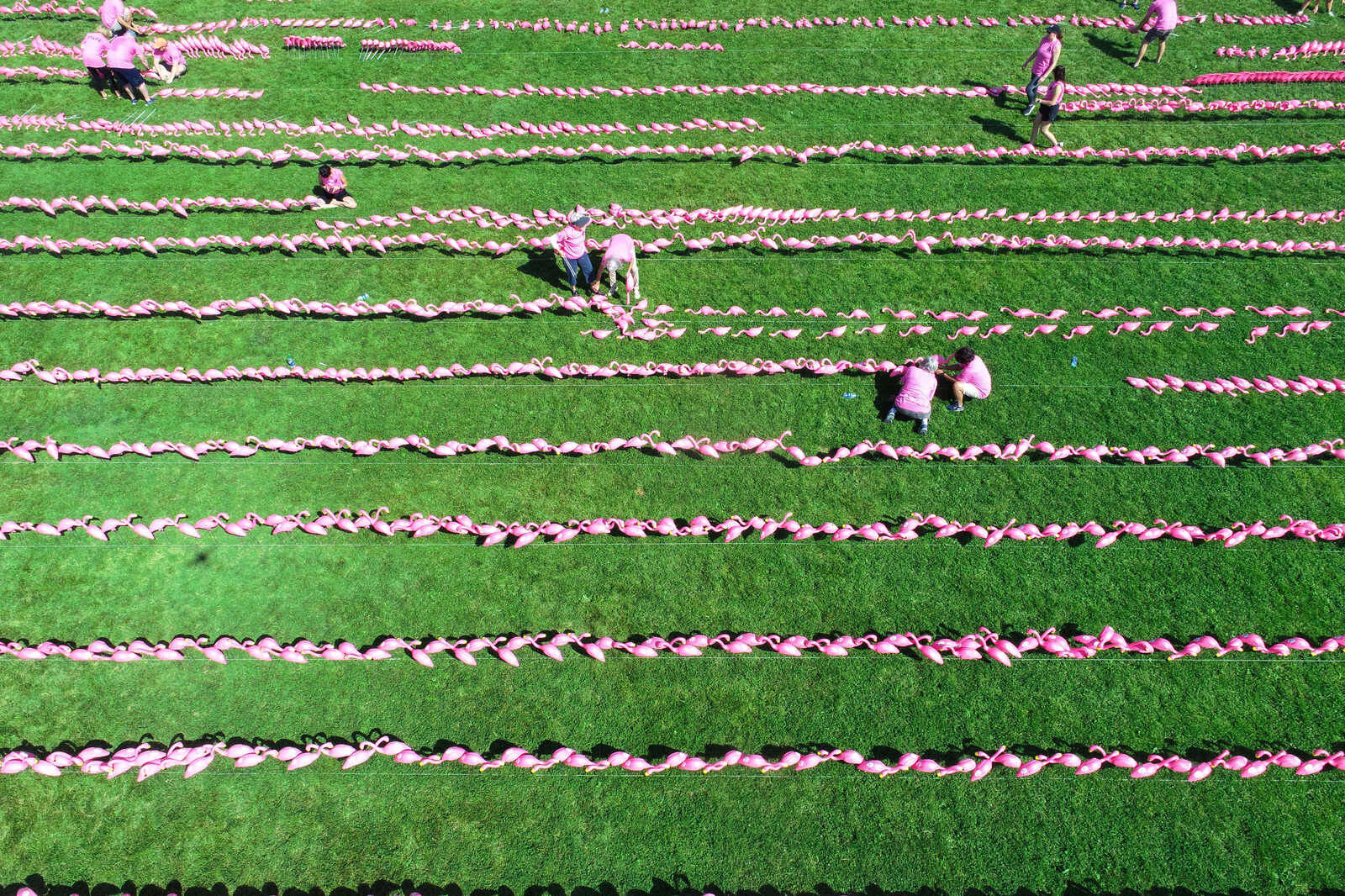 Pink stripes